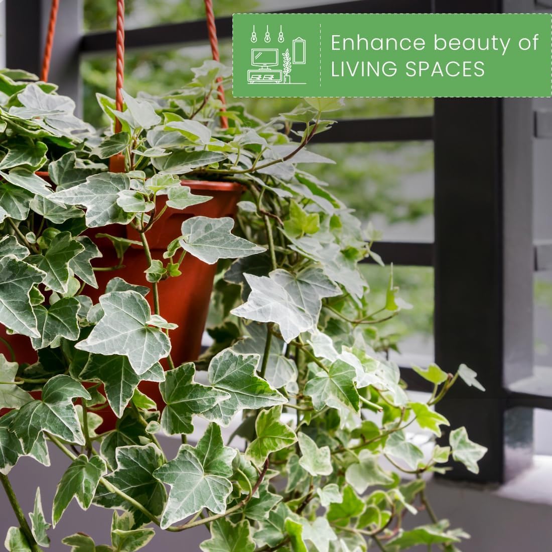 Amazon.com : American Plant Exchange English Ivy Variegated – 4